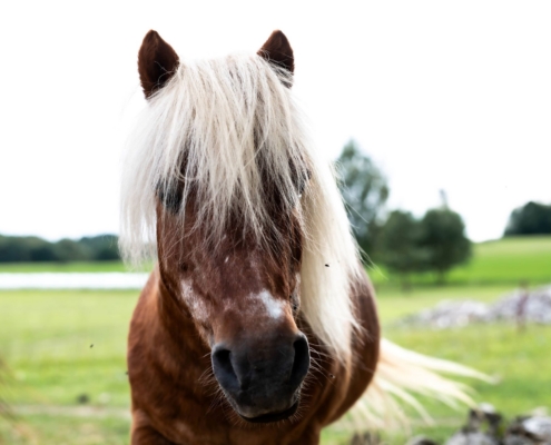 Poni-Kallaste-hobitalust